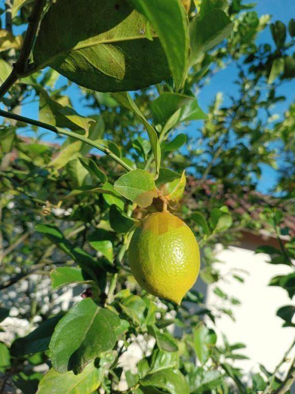 Sítio, 10 hectares - Foto 44