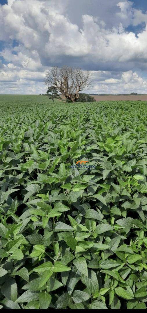 Fazenda, 339 hectares - Foto 7