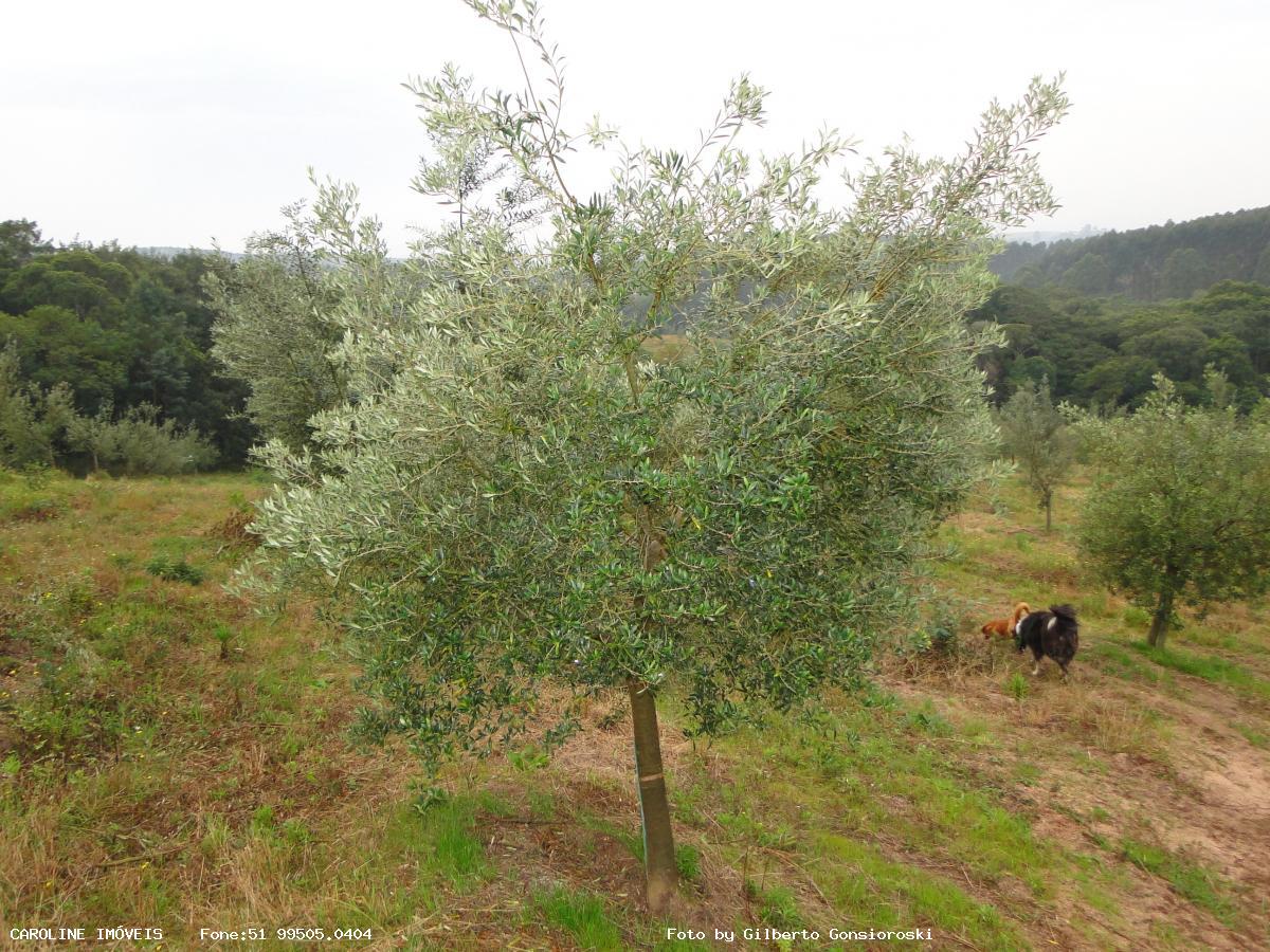 Fazenda à venda com 6 quartos, 493400m² - Foto 26