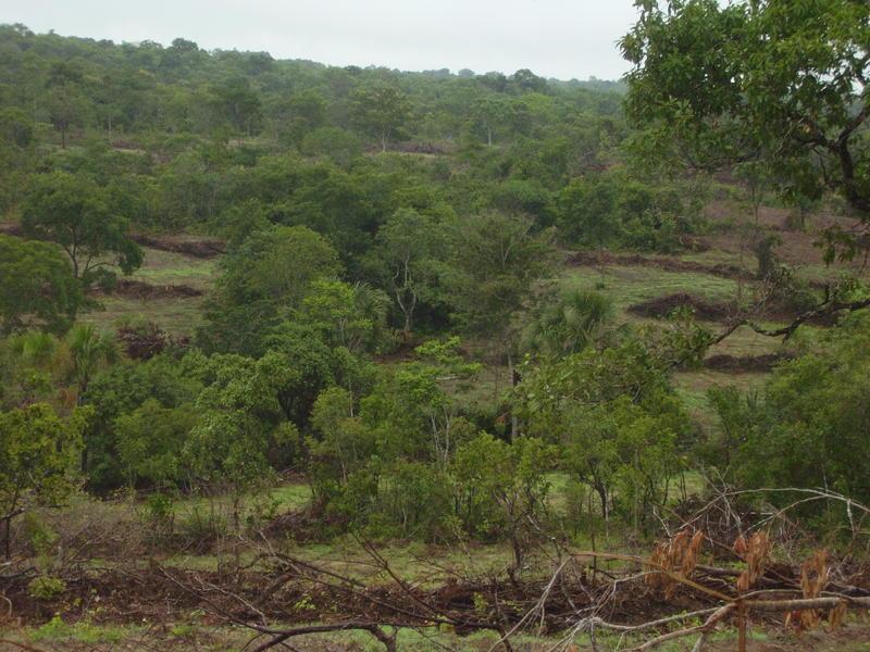 Fazenda à venda - Foto 6
