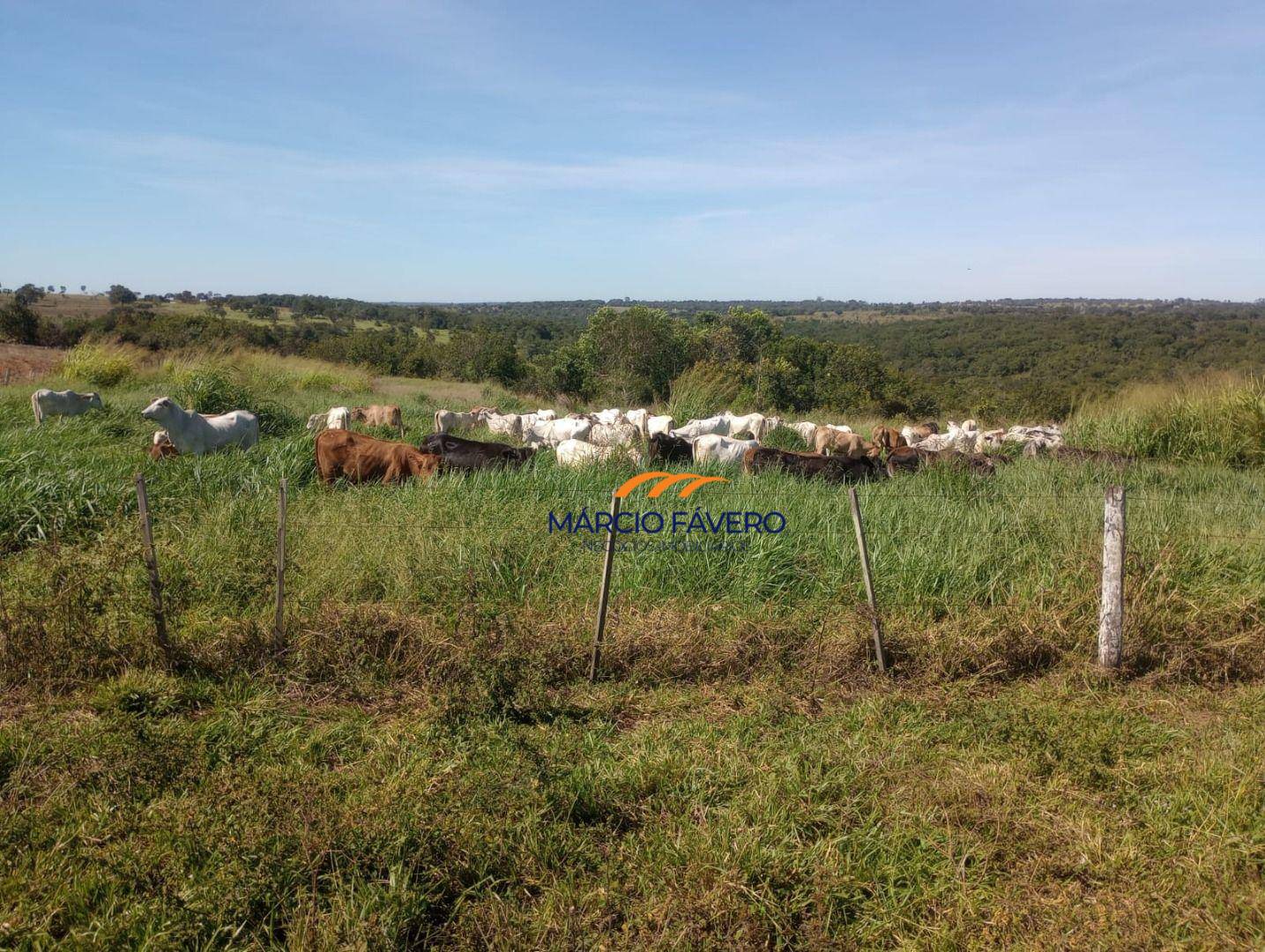 Fazenda, 322 hectares - Foto 19