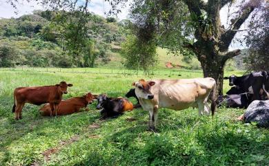 Fazenda à venda com 3 quartos, 17000m² - Foto 22