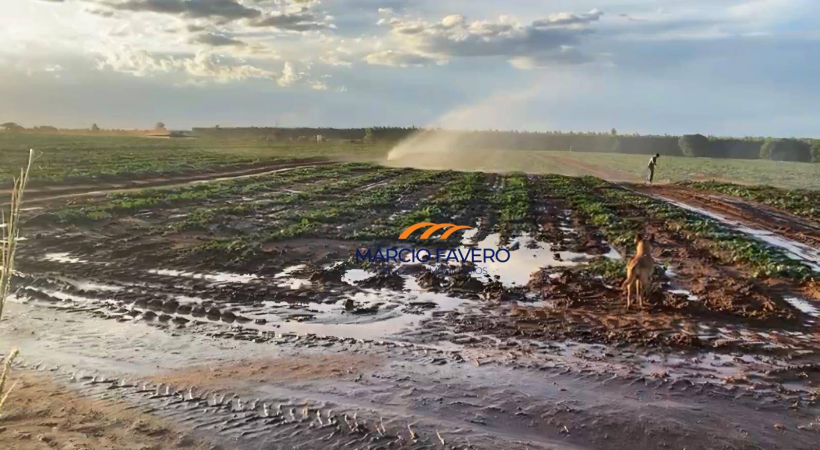 Fazenda, 329 hectares - Foto 3