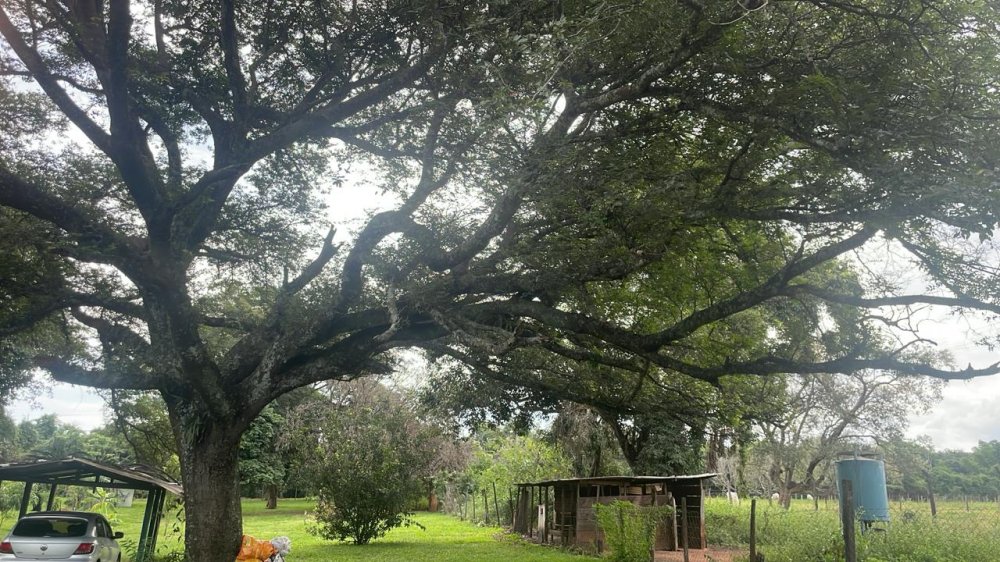 Fazenda à venda com 3 quartos, 290m² - Foto 11