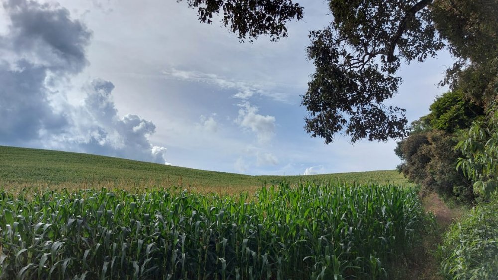 Fazenda-Sítio-Chácara, 178 hectares - Foto 4