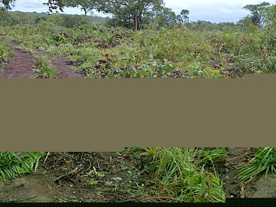 Fazenda à venda, 1m² - Foto 20