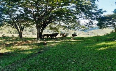 Fazenda à venda com 2 quartos, 270000m² - Foto 12