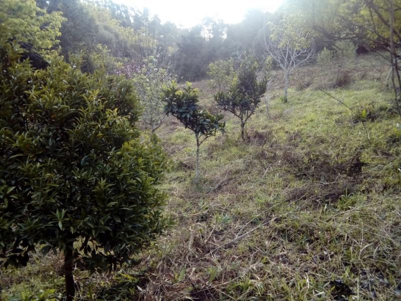 Sítio à venda com 1 quarto, 30000m² - Foto 10