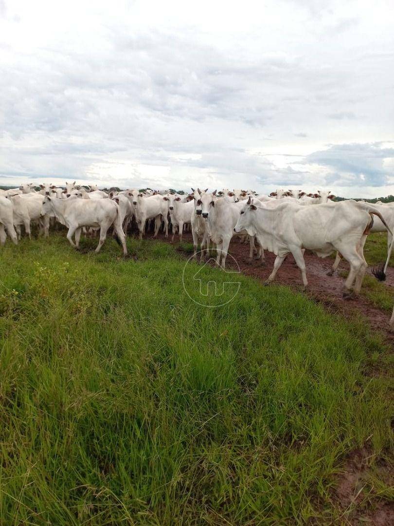 Fazenda-Sítio-Chácara, 997 hectares - Foto 1