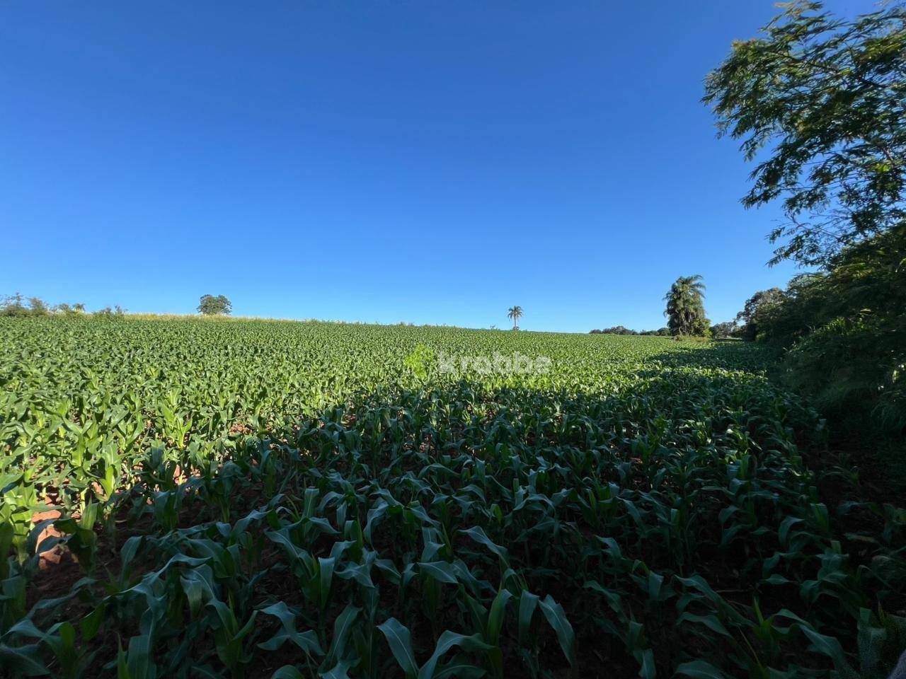 Terreno, 5 hectares - Foto 3