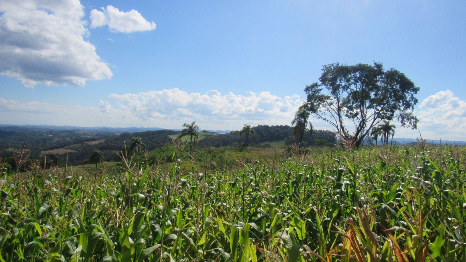 Terreno à venda, 30000m² - Foto 5