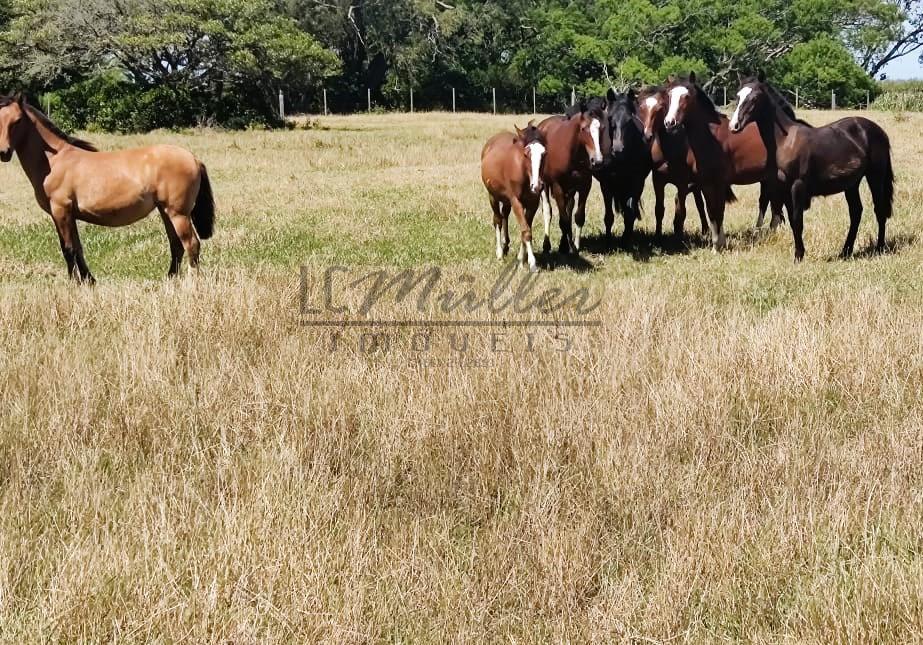 Fazenda à venda, 2300m² - Foto 9