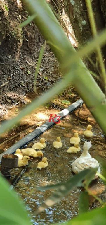 Chácara, 6 quartos, 8200 m² - Foto 4