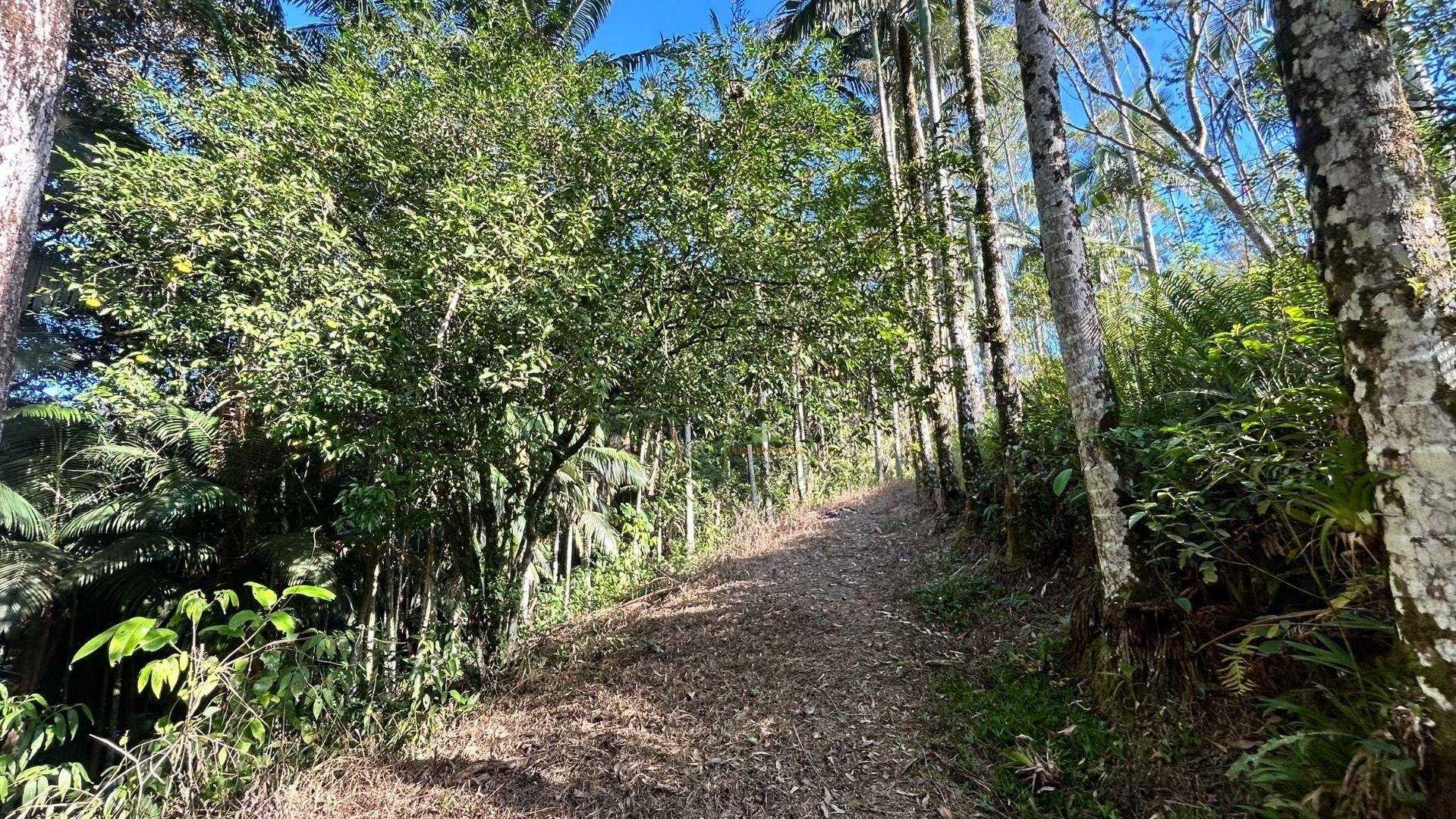 Sítio, 3 hectares - Foto 30