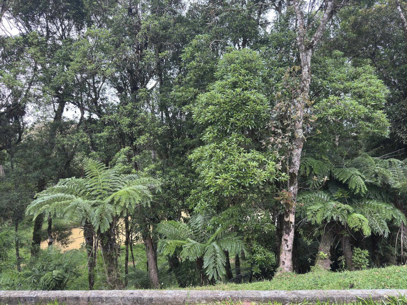 Chácara à venda com 4 quartos, 15000m² - Foto 26
