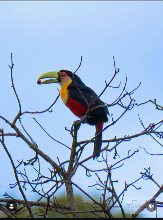 Chácara, 6 quartos, 6825 m² - Foto 3