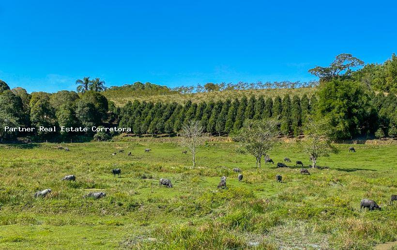 Fazenda à venda com 1 quarto, 2750000m² - Foto 9