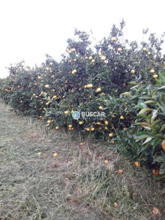 Fazenda à venda com 11 quartos, 440000M2 - Foto 74