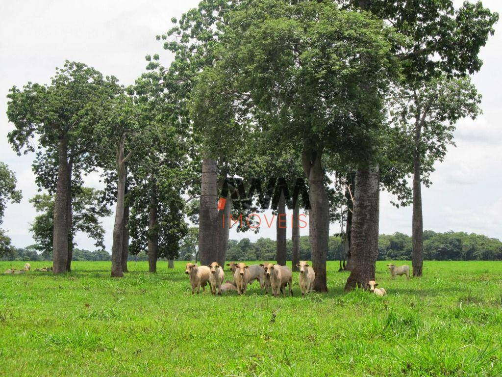 Fazenda à venda, 64372000M2 - Foto 22