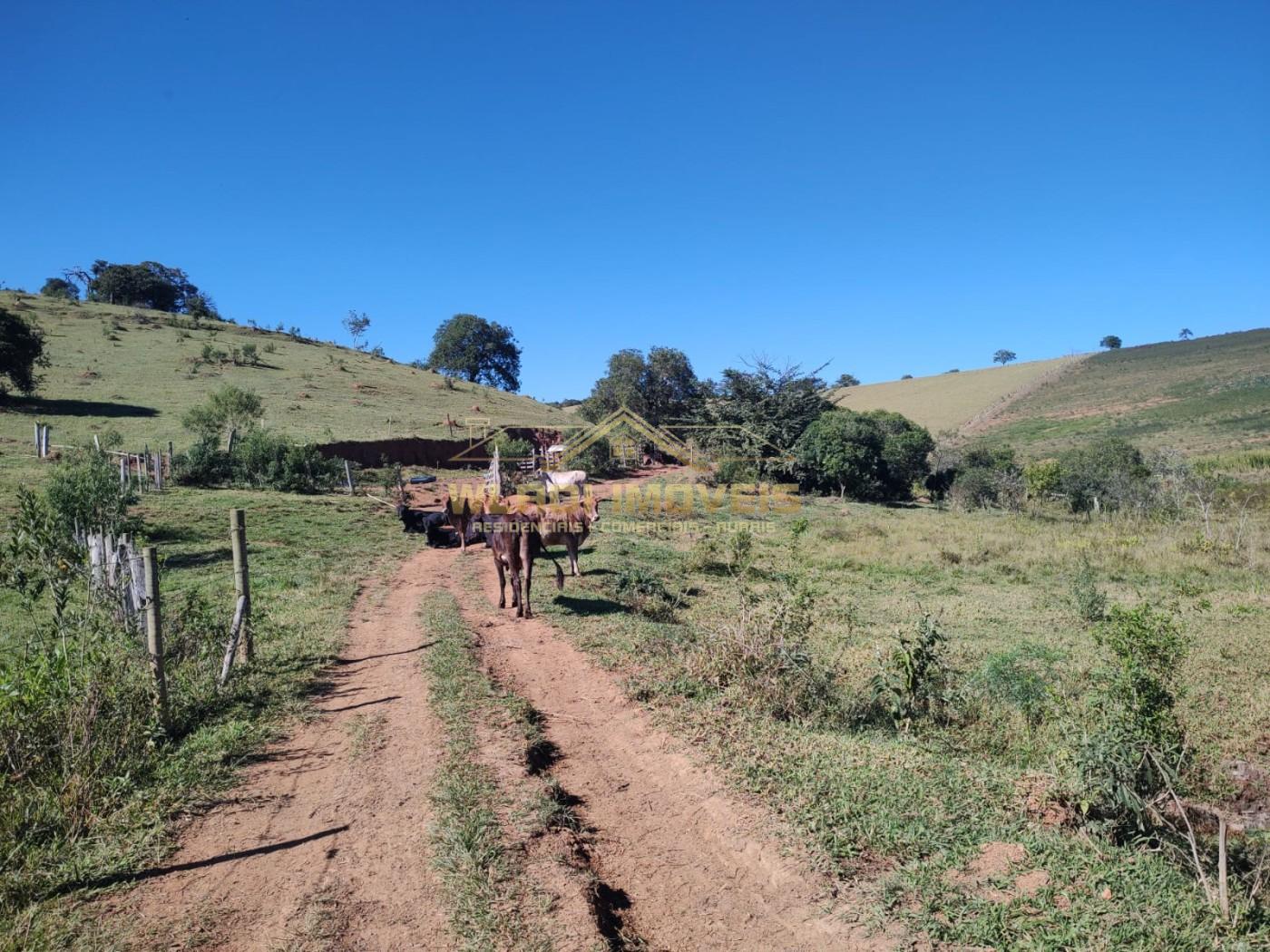 Terreno, 5 hectares - Foto 3