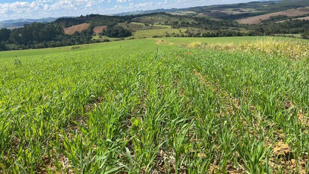 Fazenda, 339 hectares - Foto 9