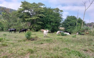 Fazenda à venda com 3 quartos, 290000m² - Foto 11