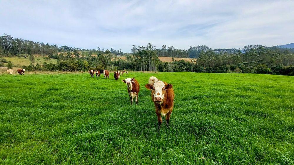 Fazenda à venda com 3 quartos, 205000m² - Foto 13