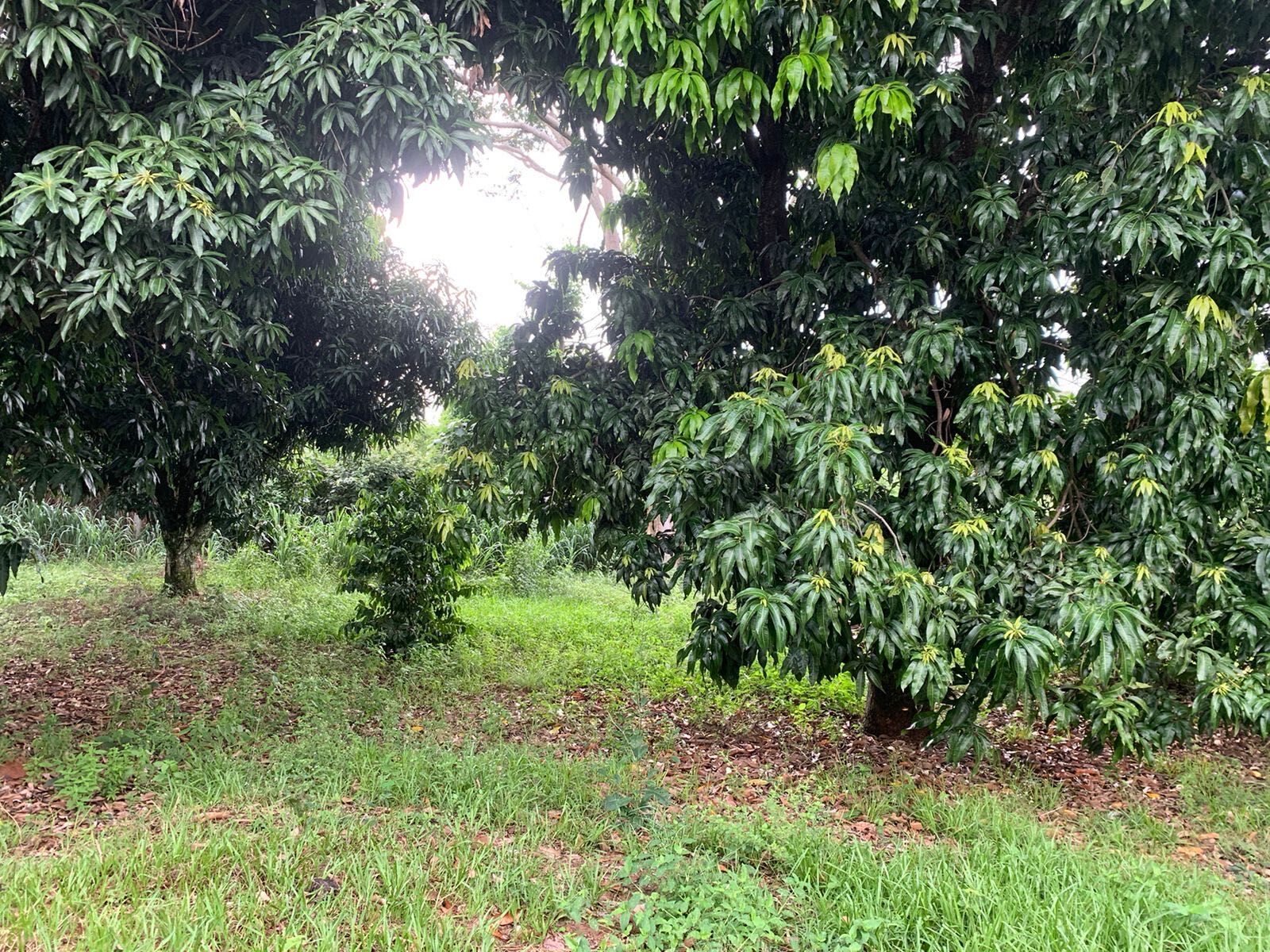 Fazenda à venda com 4 quartos, 5000m² - Foto 21