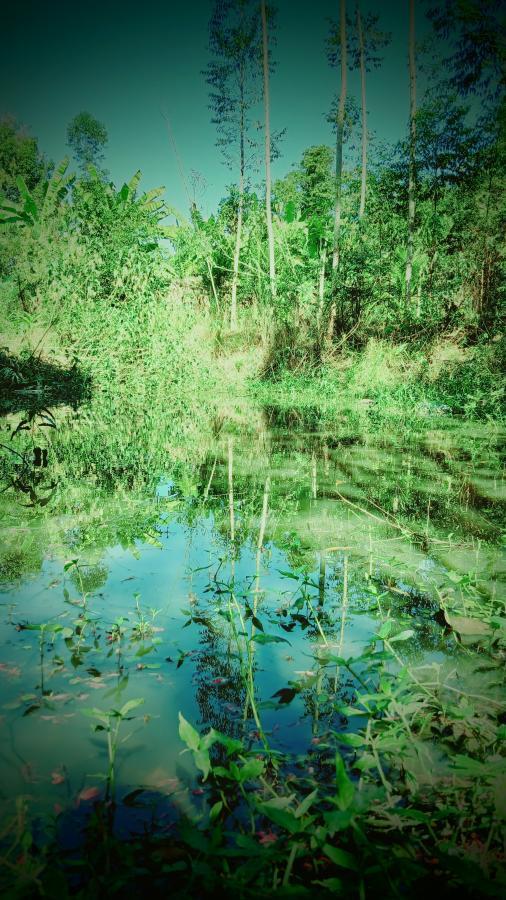 Fazenda à venda com 1 quarto, 10000m² - Foto 4