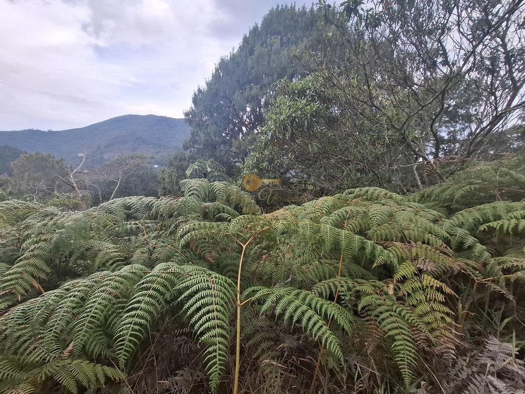 Terreno à venda, 1050m² - Foto 9