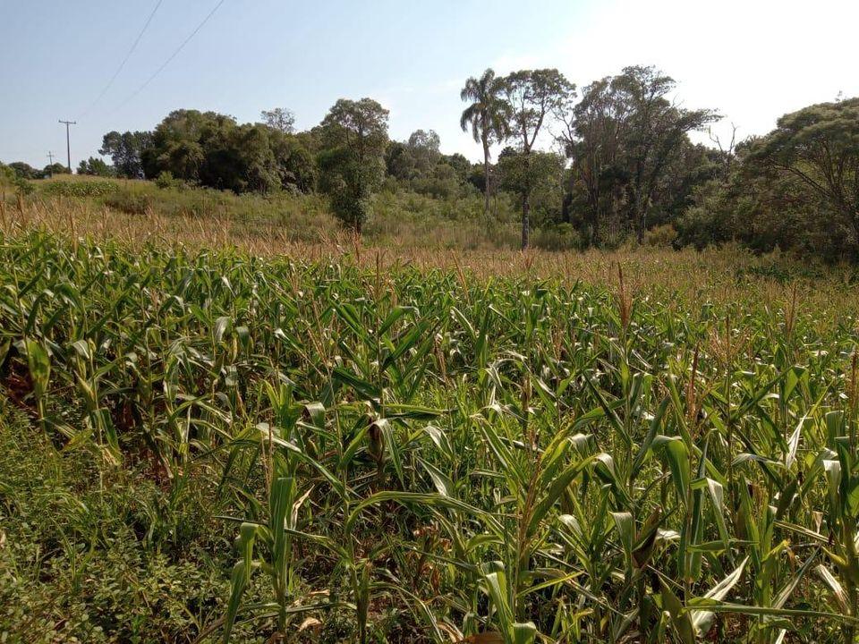 Fazenda à venda com 3 quartos, 130000m² - Foto 10