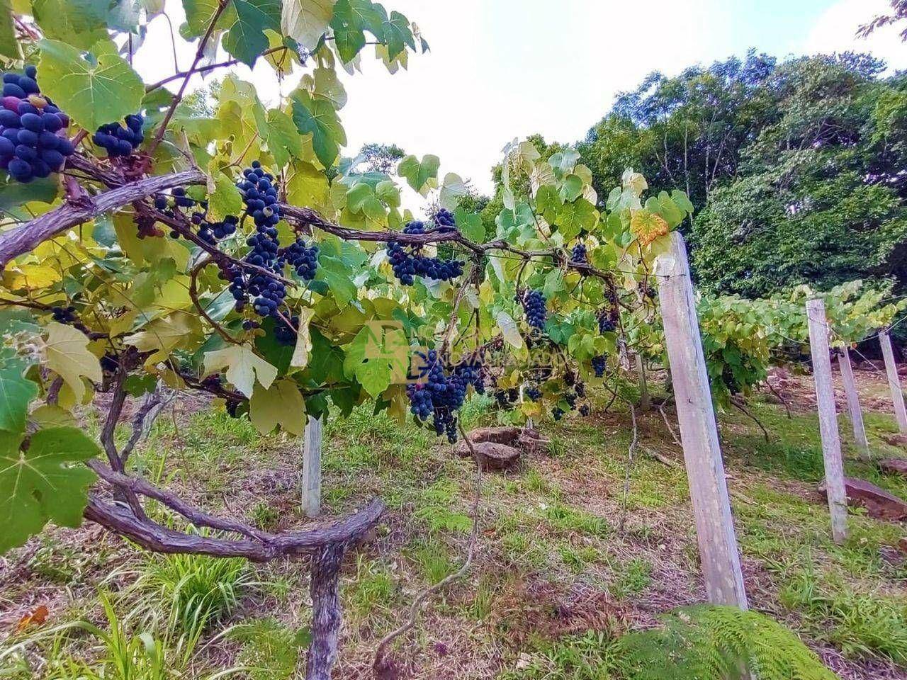 Sítio, 2 quartos, 3 hectares - Foto 5