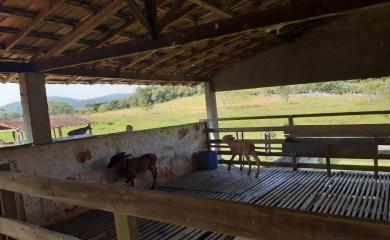 Fazenda à venda com 3 quartos, 110000m² - Foto 9