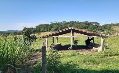 Fazenda à venda com 3 quartos, 110000m² - Foto 10