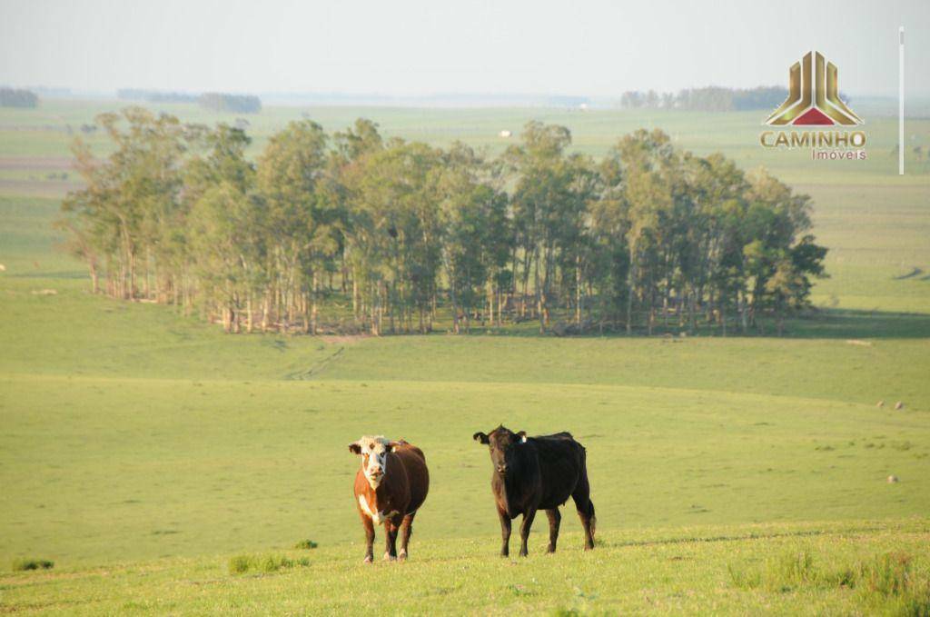 Fazenda à venda com 5 quartos, 33455000M2 - Foto 29