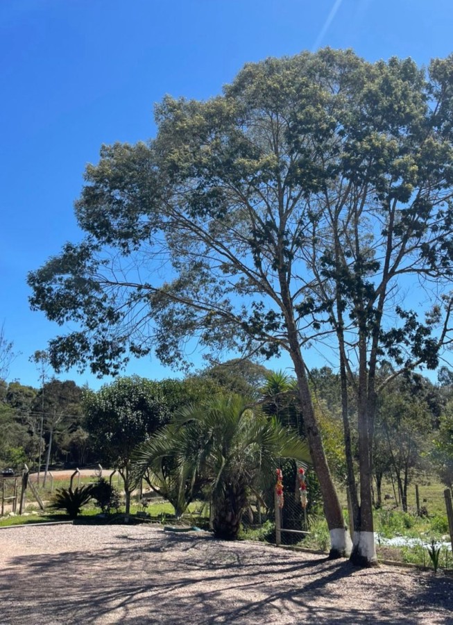 Chácara, 10000 m² - Foto 44