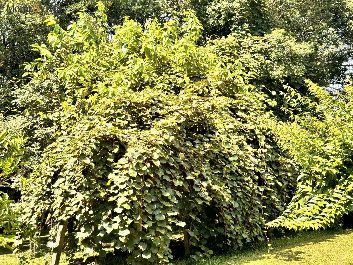 Fazenda à venda com 4 quartos, 7700m² - Foto 63