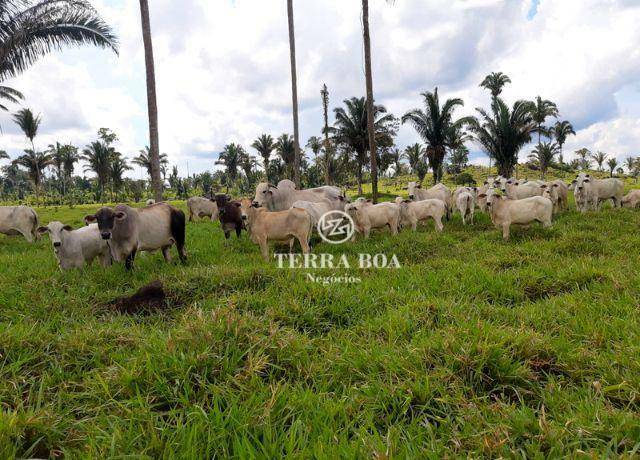 Fazenda à venda, 1694000M2 - Foto 19