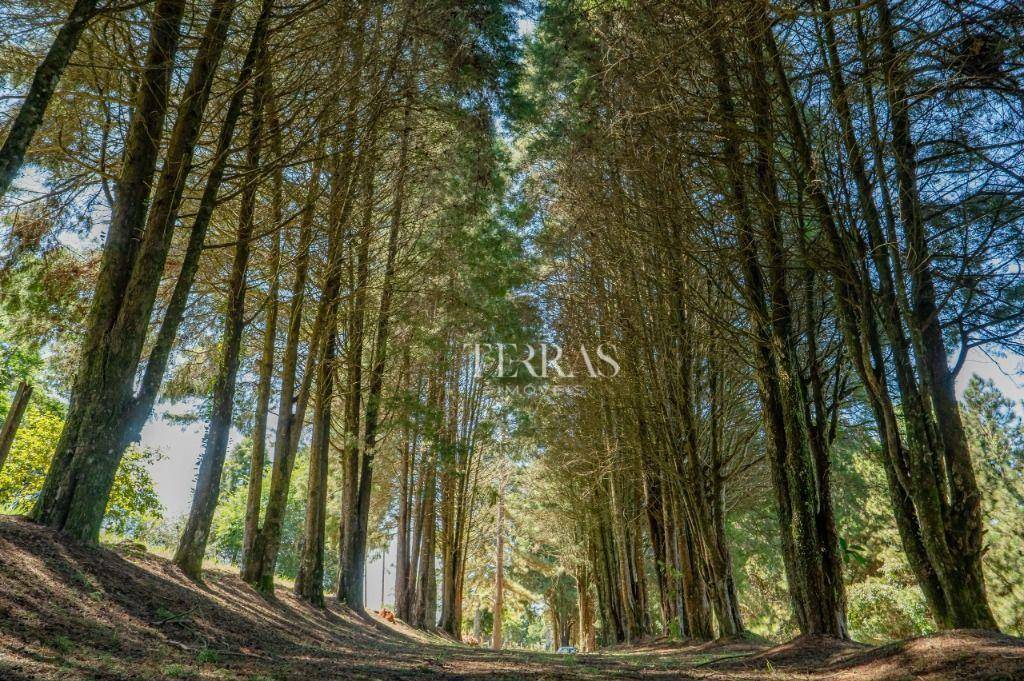 Fazenda, 11 hectares - Foto 3