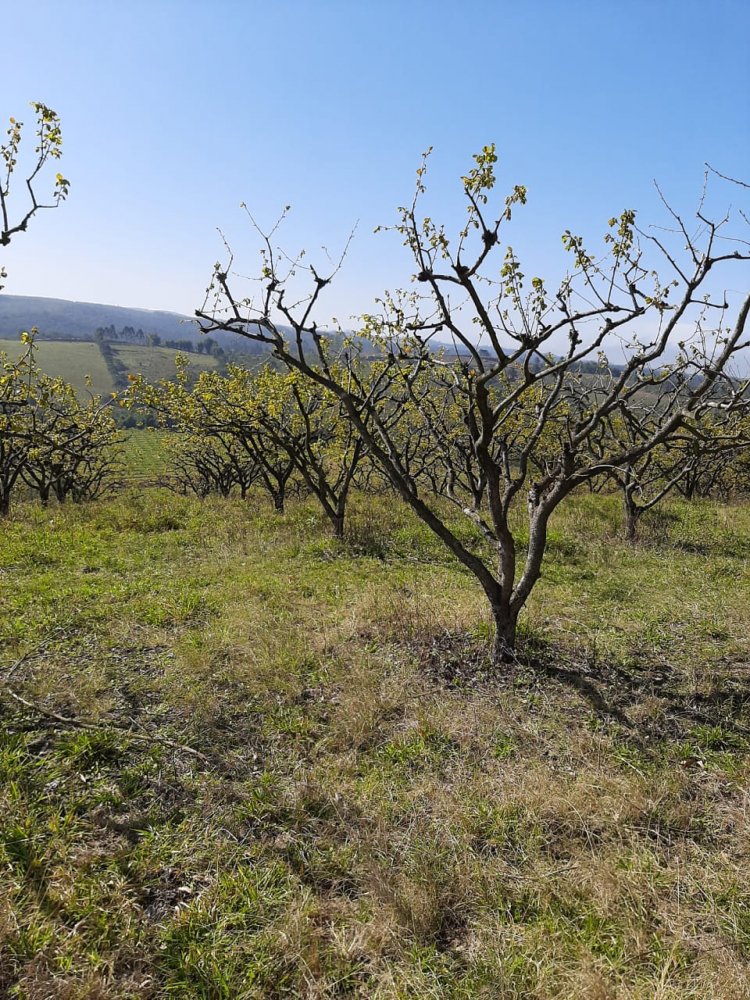 Fazenda à venda, 50m² - Foto 4