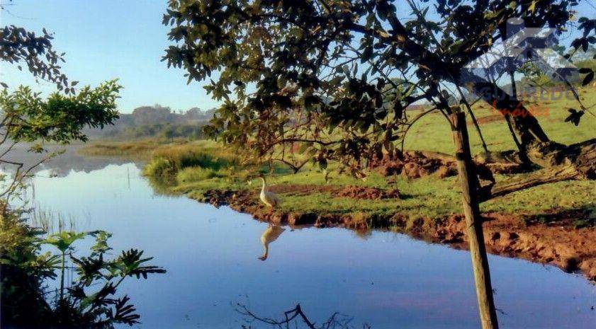 Sítio, 4 hectares - Foto 21