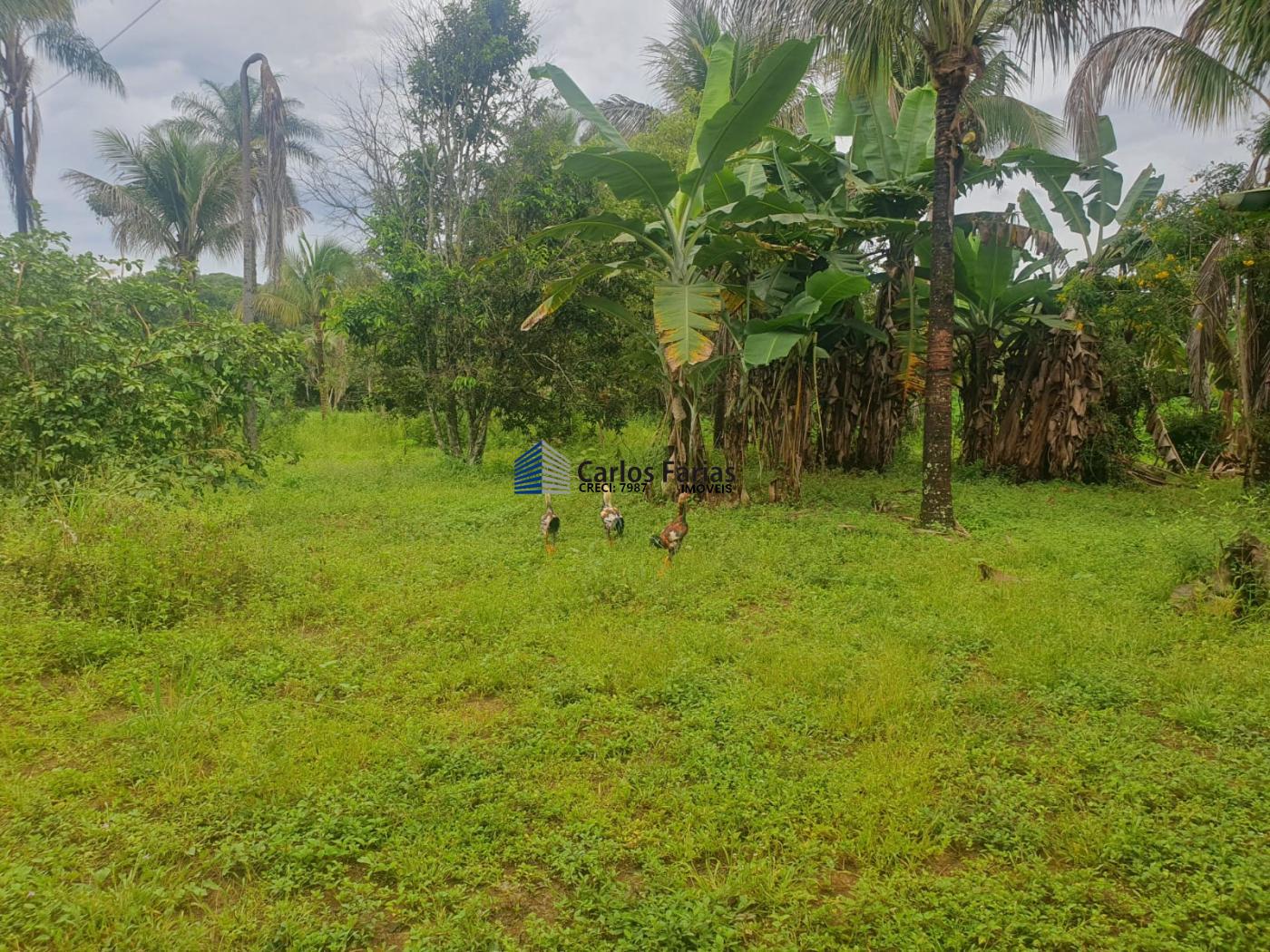 Fazenda à venda com 4 quartos, 300m² - Foto 27
