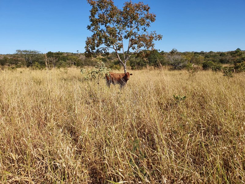 Fazenda à venda, 1613m² - Foto 19