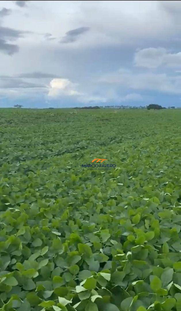 Fazenda, 329 hectares - Foto 4