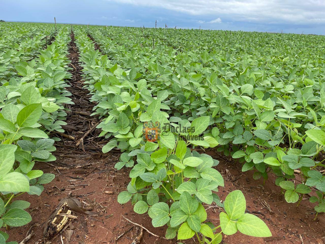 Fazenda, 7236 hectares - Foto 8