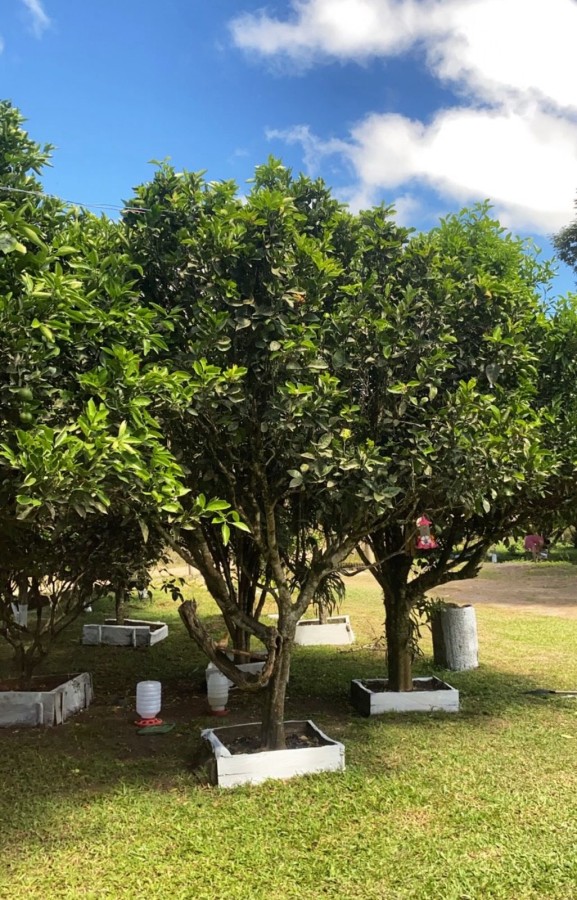 Chácara, 10000 m² - Foto 38