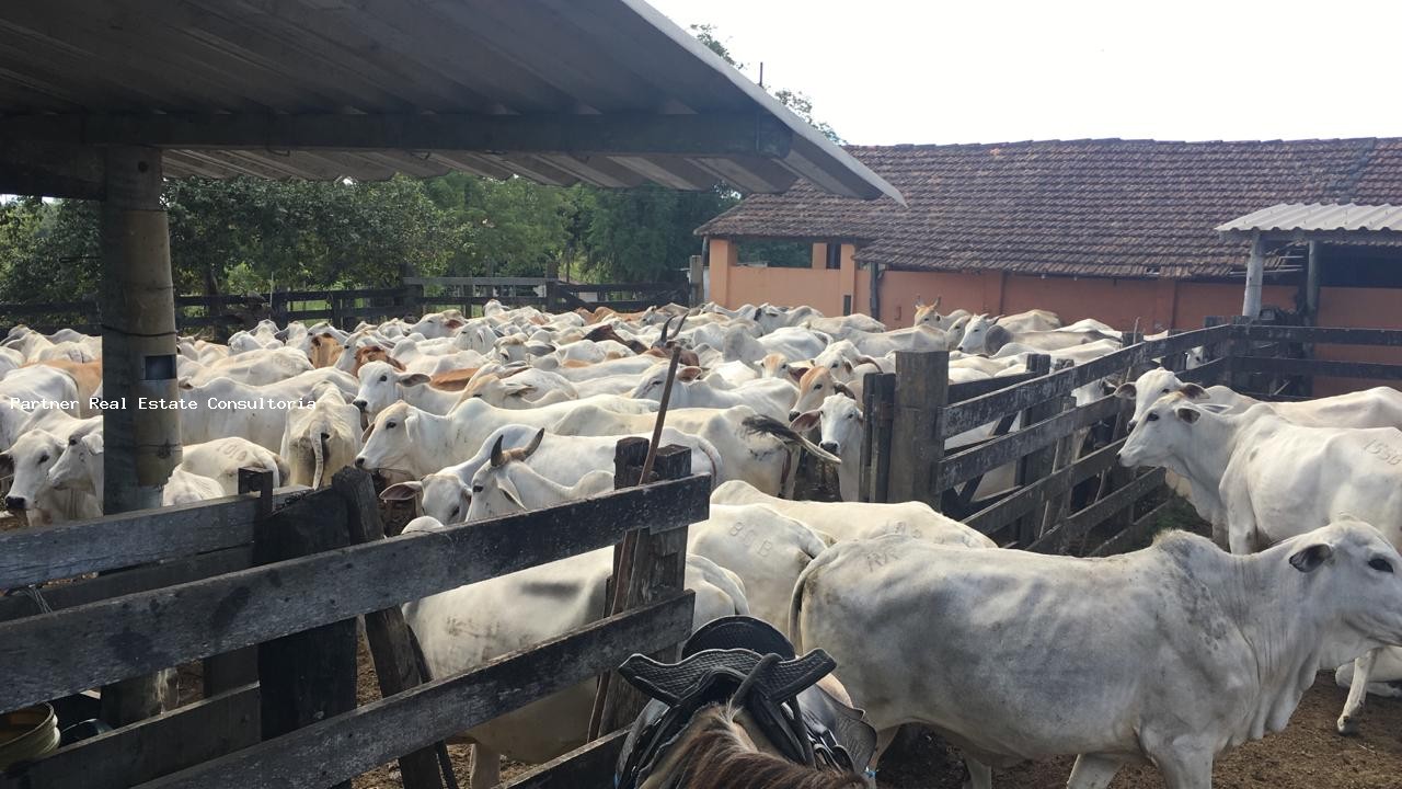 Fazenda à venda com 3 quartos, 52m² - Foto 32