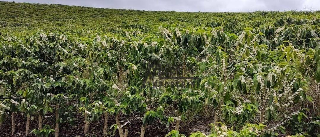 Fazenda à venda, 1452000M2 - Foto 55