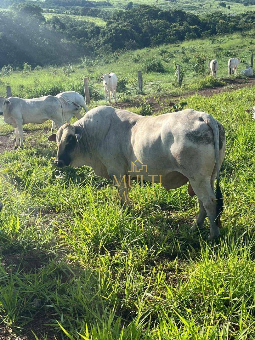 Fazenda à venda com 3 quartos, 10360000M2 - Foto 9