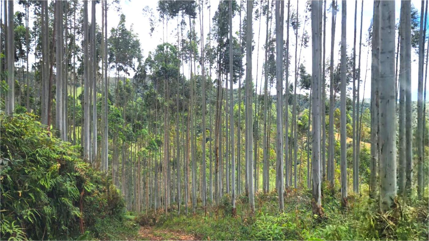 Fazenda-Sítio-Chácara, 156 hectares - Foto 1